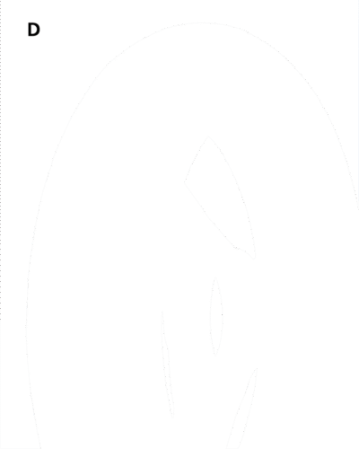 PNEUMATICI ROADRUNNER AM 20 ANTERIORE ED AM 21 POSTERIORE